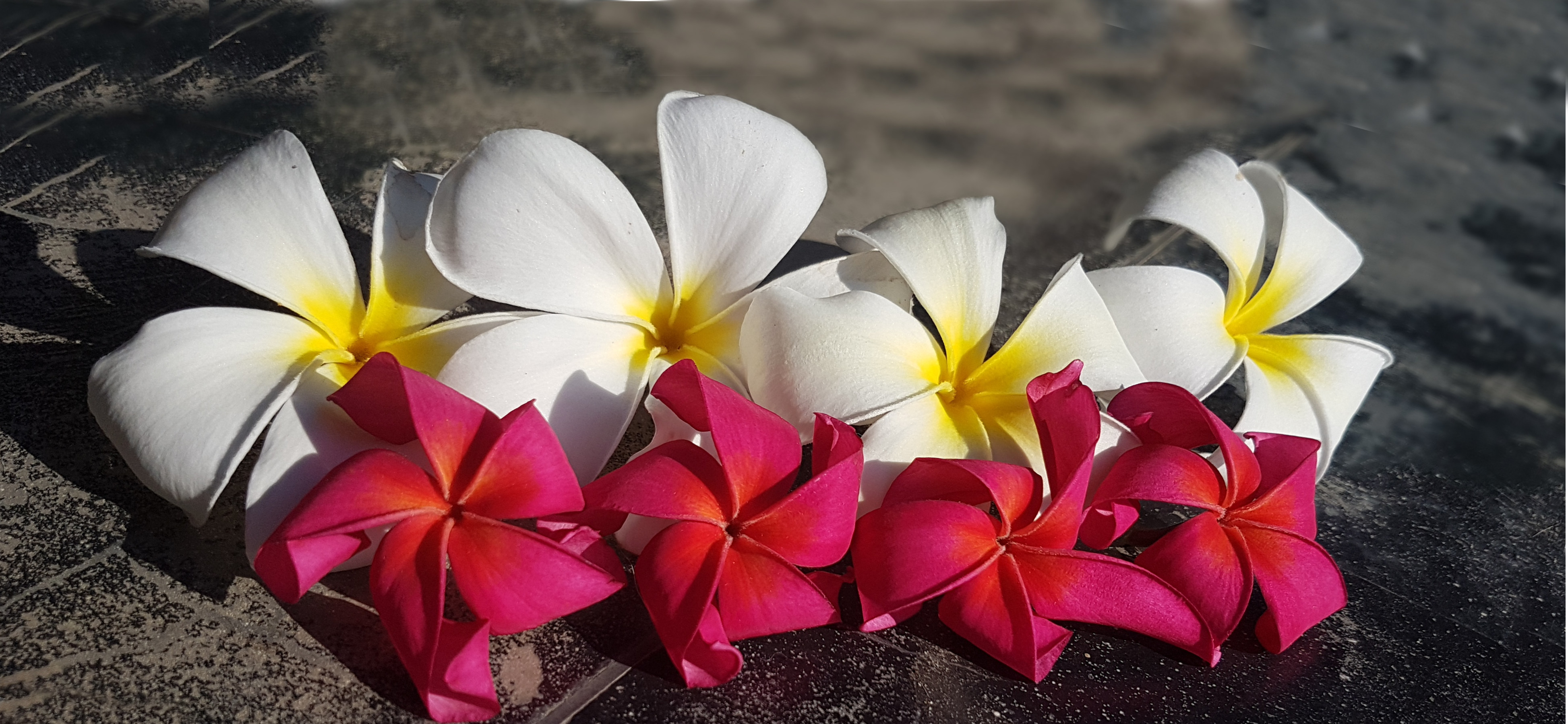 The Plumeria Directory - A catalog of known Plumeria varieties