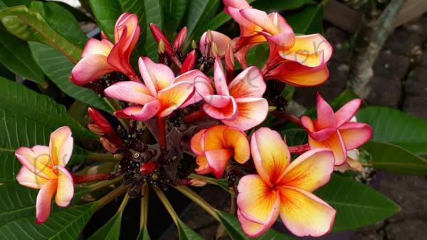 Orange Jack Foto