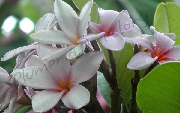 Lilac Clouds Foto