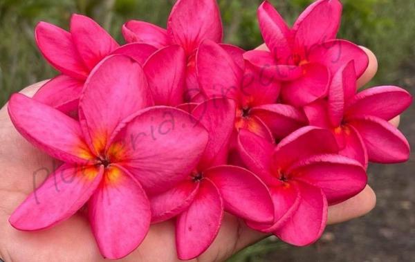 Malaysian Pink Foto