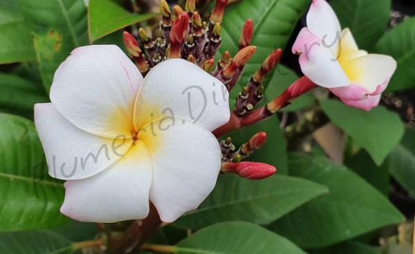 The Plumeria Directory - A catalog of known Plumeria varieties